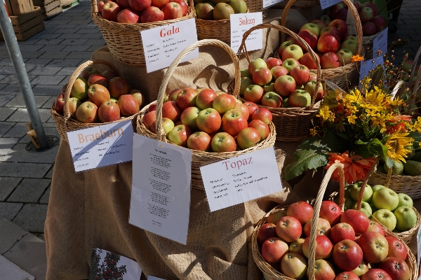 Apple plant fruit city Photo