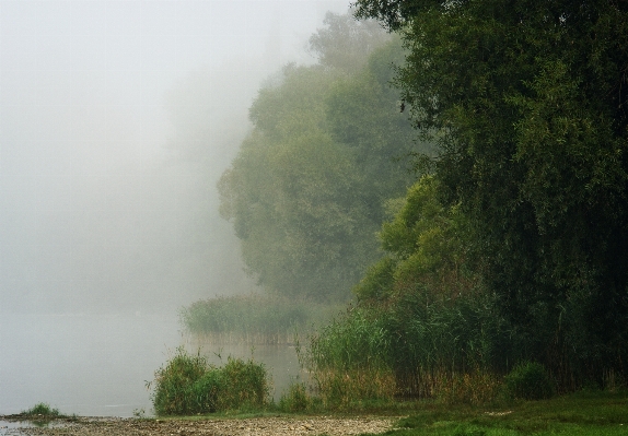 Landscape tree water nature Photo