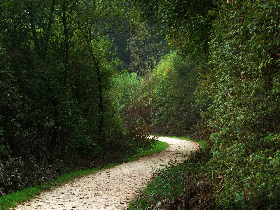 Pohon alam hutan rumput