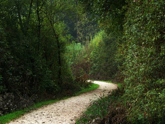 Tree nature forest grass Photo