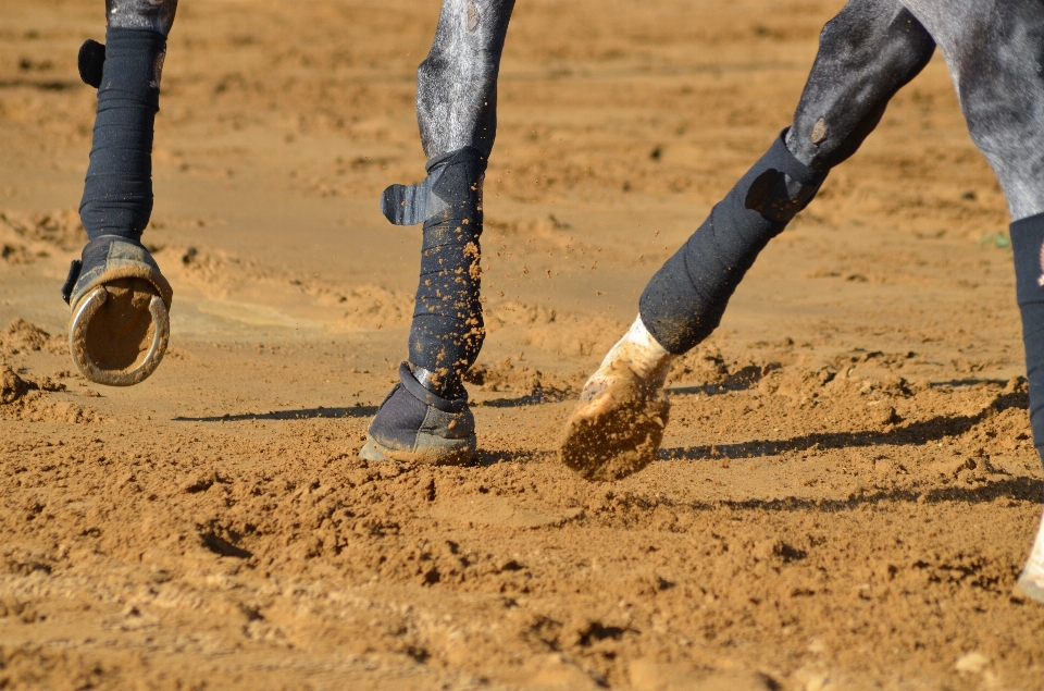 Arena lodo caballo suelo