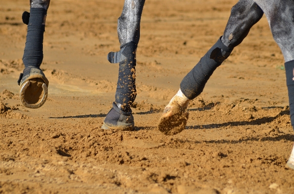 Photo Sable boue cheval sol