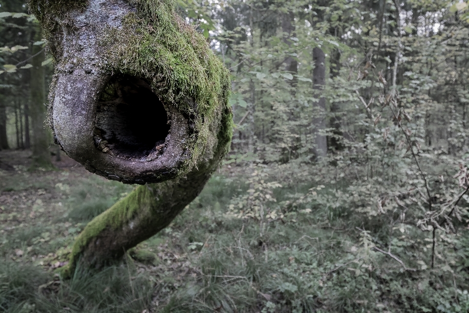 árbol naturaleza bosque exterior