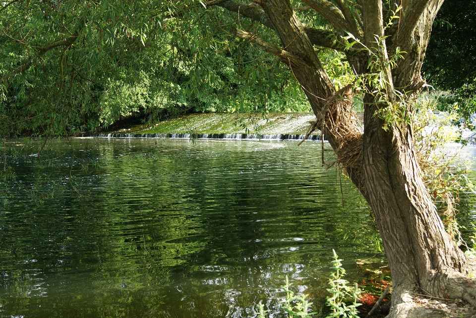 árbol agua naturaleza bosque