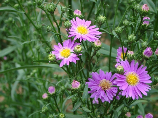 Anlage wiese
 blume lila Foto