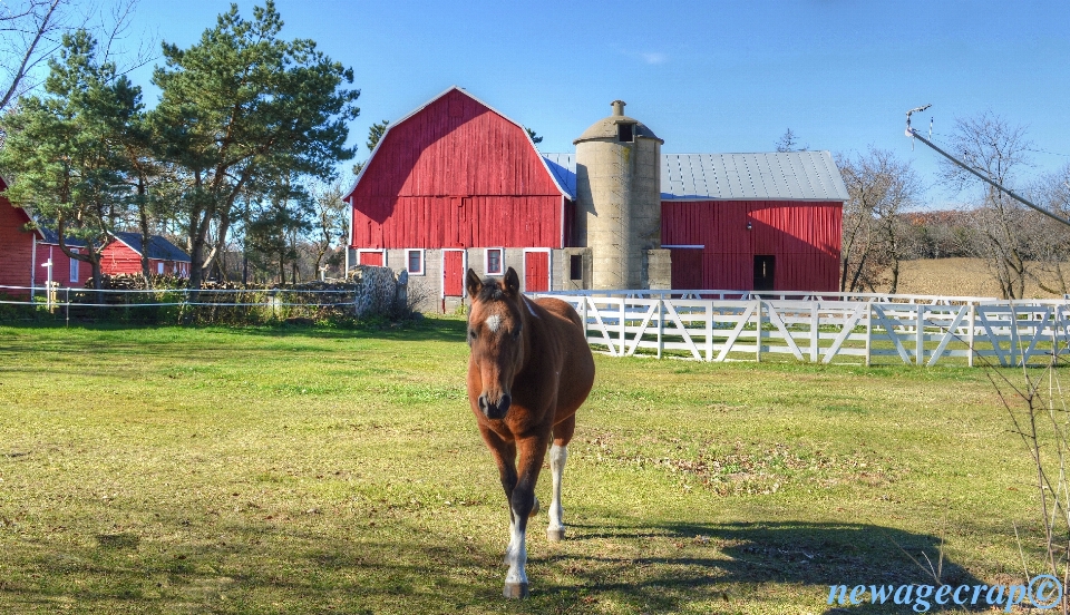 Farm rustic rural pasture