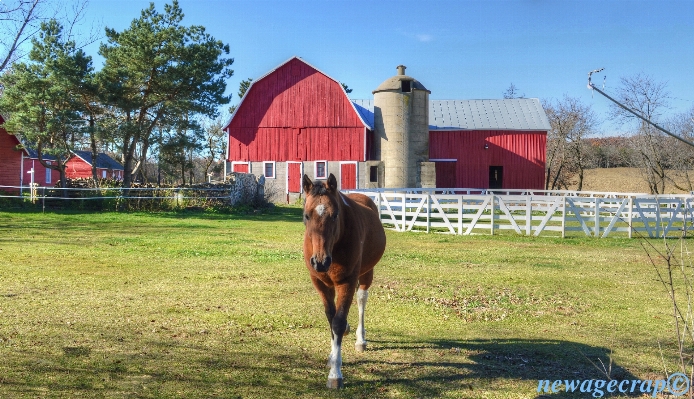 Farm rustic rural pasture Photo