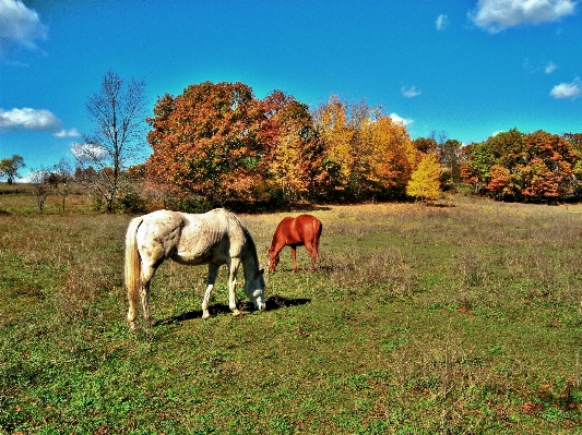 Landscape grass wilderness field Photo