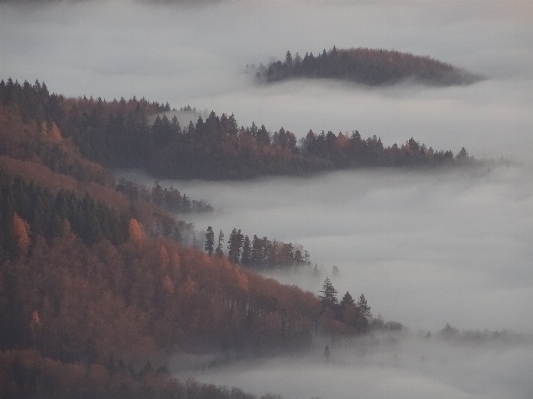 Landscape nature forest wilderness Photo