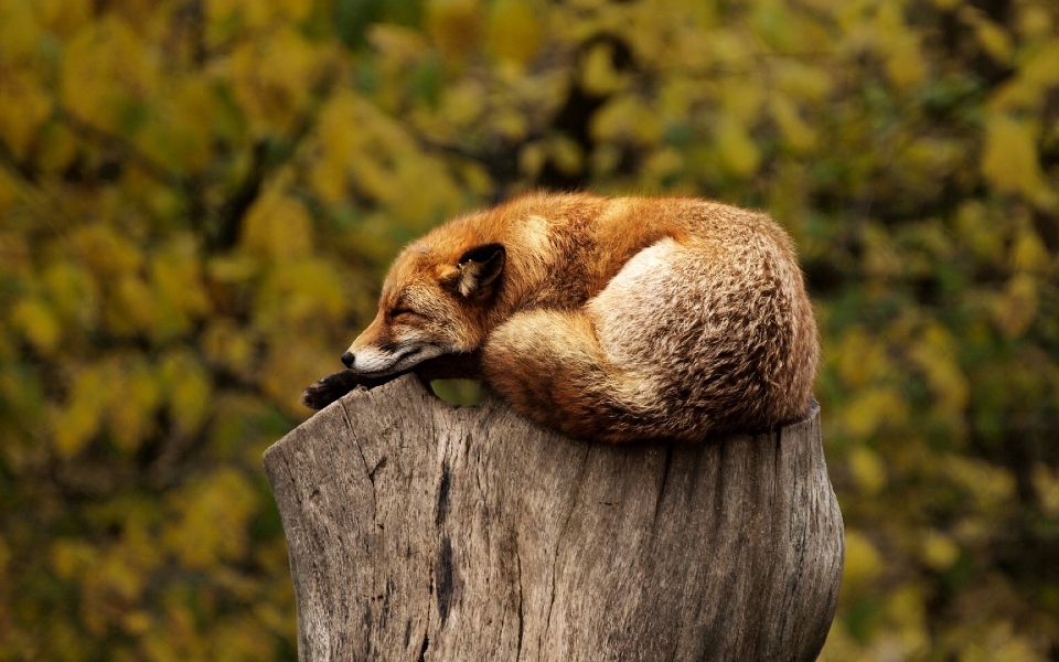 Tree nature bird stump