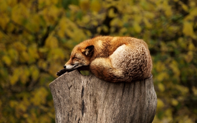 Tree nature bird stump Photo