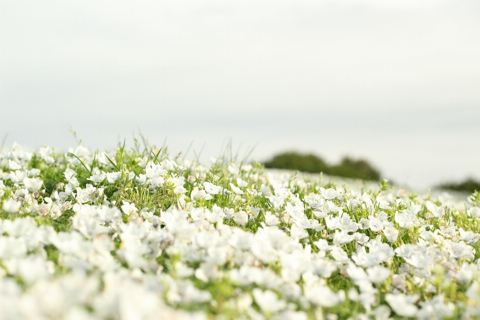 Paesaggio natura erba fiore