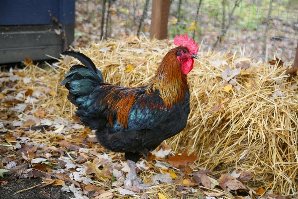 鳥 農場 嘴 鶏 写真