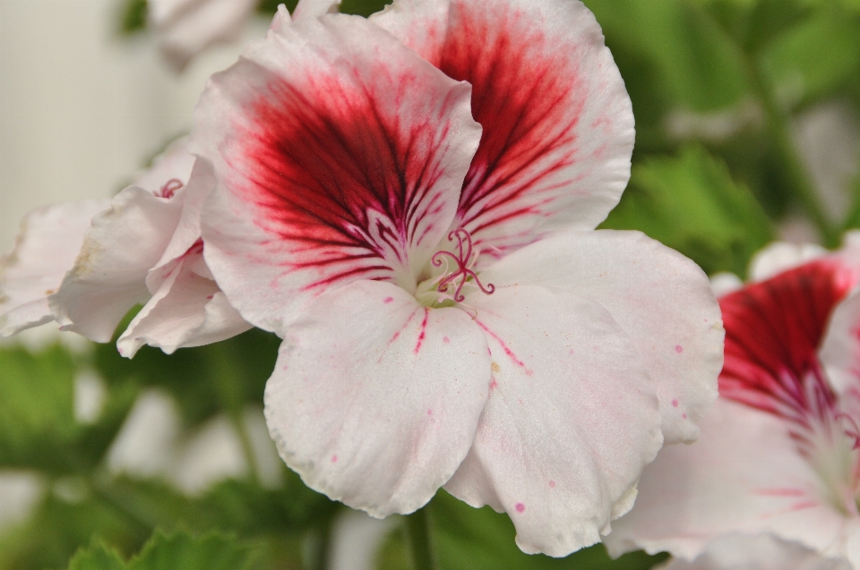 Natura fiore pianta petalo