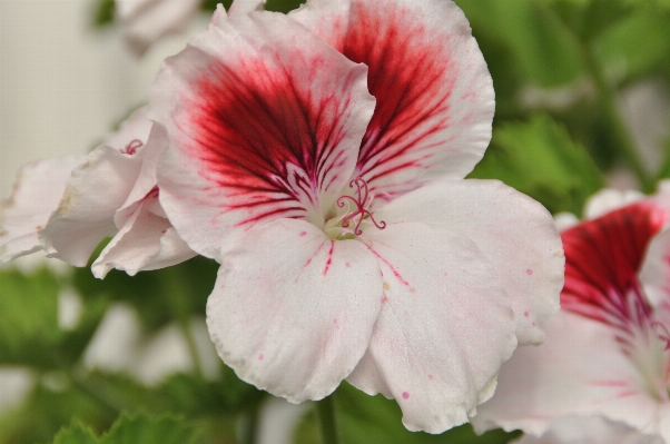 自然 花 植物 花弁 写真