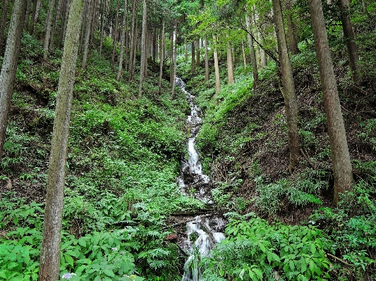 Landscape tree water nature Photo