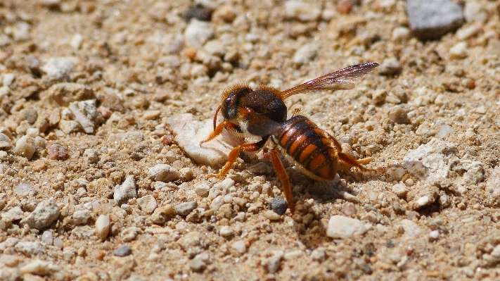 Wildlife food insect seafood Photo