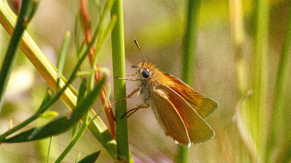 Natura trawa fotografia łąka
