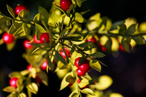 Tree nature branch blossom Photo