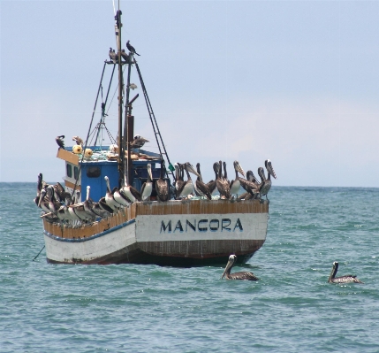 Foto Mar barco enviar gaivota