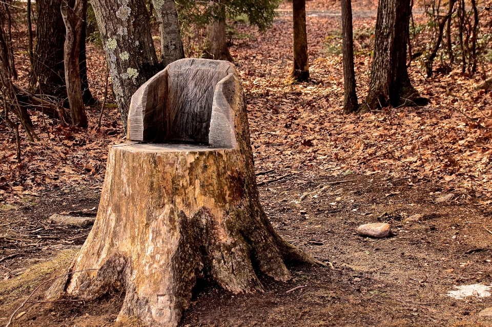 Albero natura foresta selvaggia
