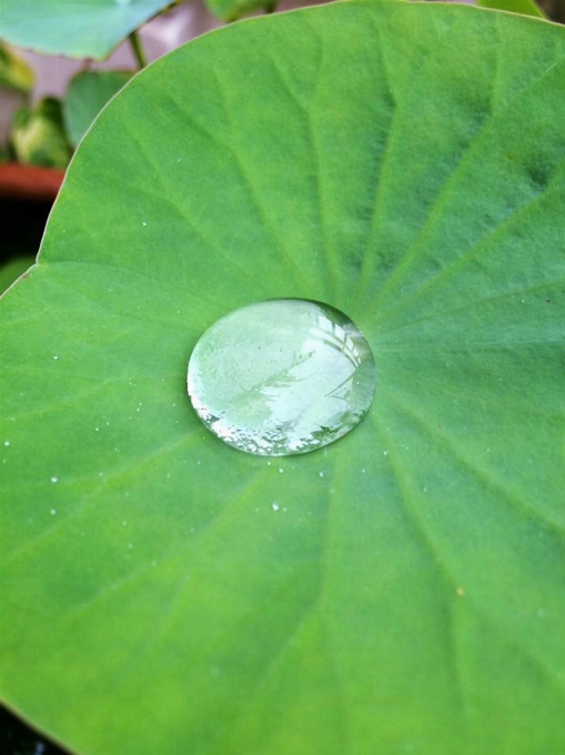 Agua naturaleza gota planta