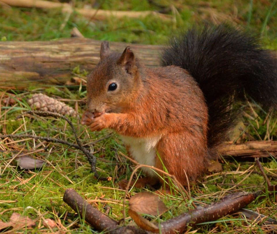 Foresta animali selvatici rosso mammifero