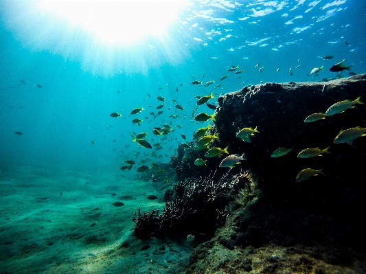 Sea ocean diving underwater Photo