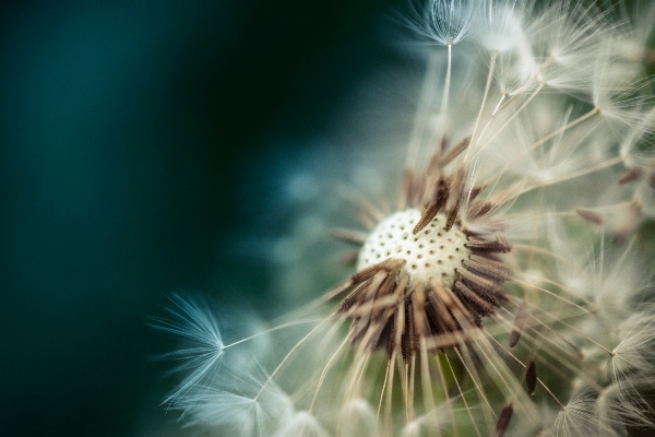 Nature light plant photography Photo