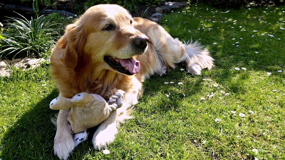 子犬 犬 ペット 哺乳類