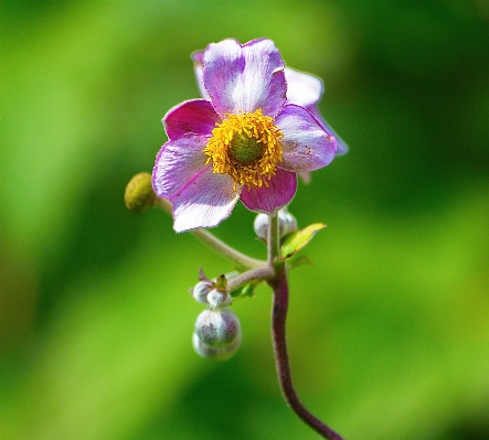 Landscape nature branch blossom Photo