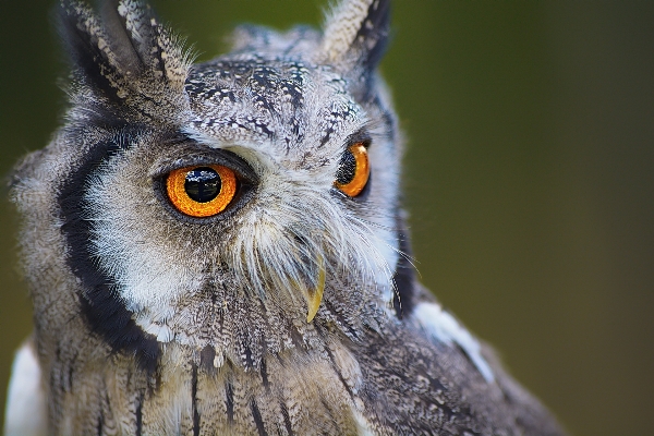 Natur vogel flügel tier Foto