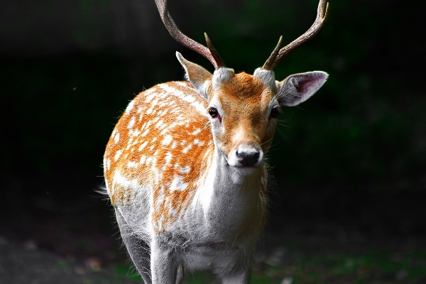 Nature forest grass animal Photo