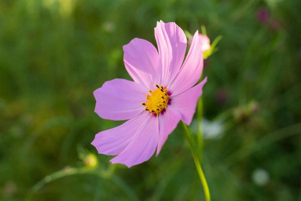 Nature plant field meadow Photo