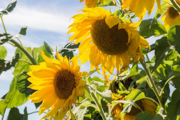 自然 植物 空 分野 写真