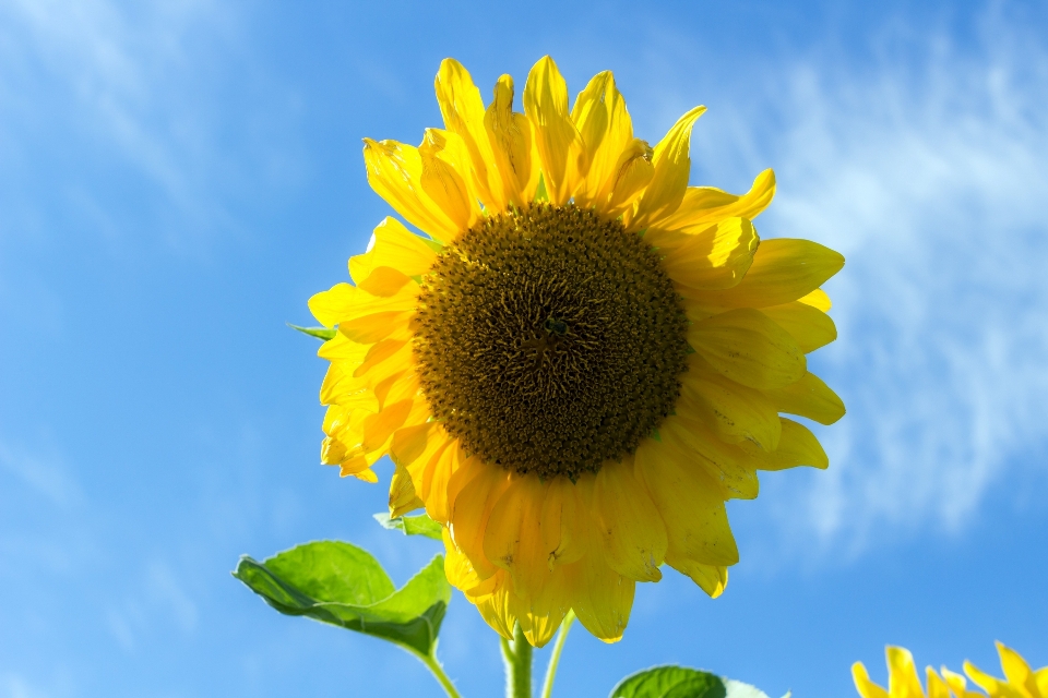 Nature plant sky field