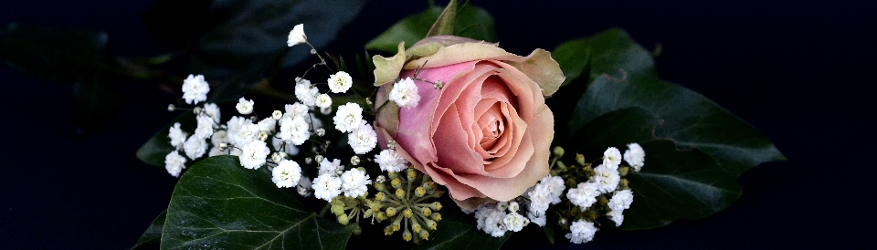 Natura fiore pianta bianco