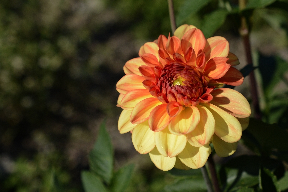 Naturaleza florecer planta flor