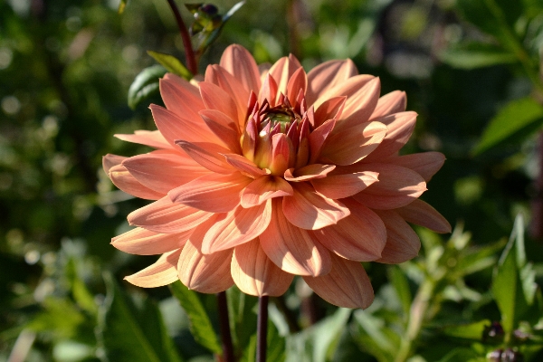 Nature blossom plant flower Photo