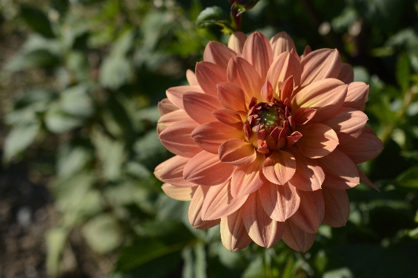 Nature blossom plant flower Photo