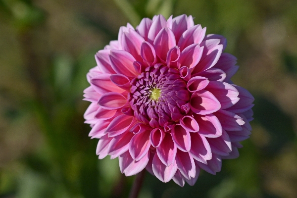 Nature blossom plant flower Photo