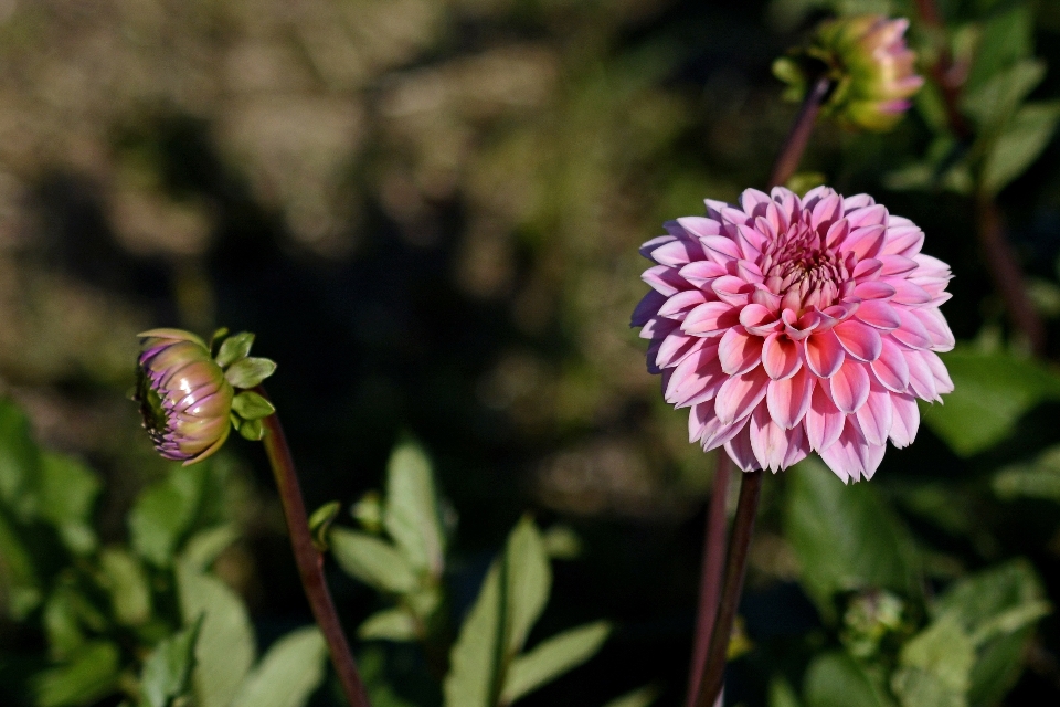 Naturaleza florecer planta flor