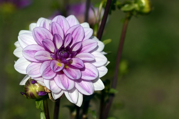 Nature blossom plant white Photo