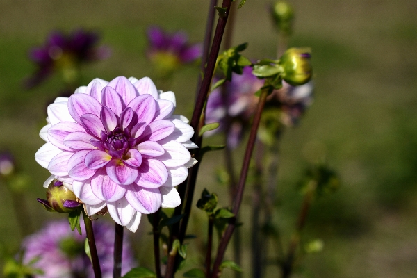 Nature blossom plant white Photo