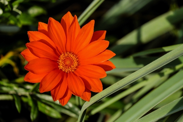 Plant leaf flower petal Photo