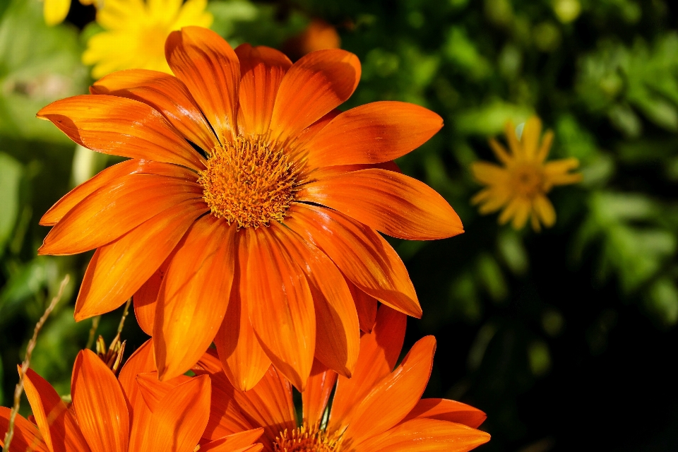 Nature usine fleur pétale