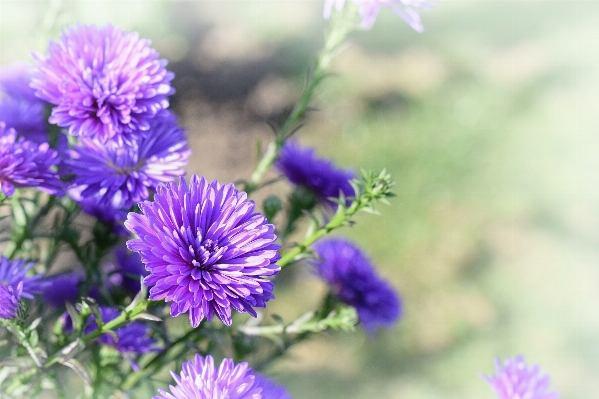 Nature blossom plant meadow Photo