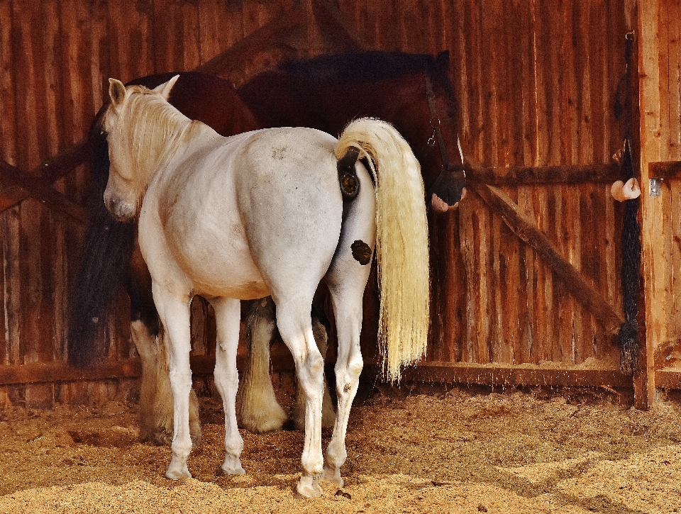 Natura animale cavallo mammifero