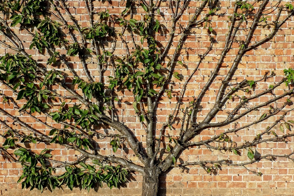 Apple arbre bifurquer fleurir