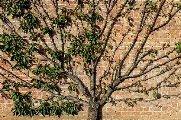 Apple tree branch blossom Photo